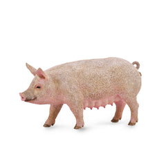 Sow (3 Years +)