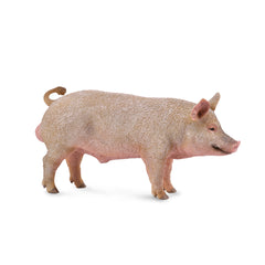 Boar (3 Years +)