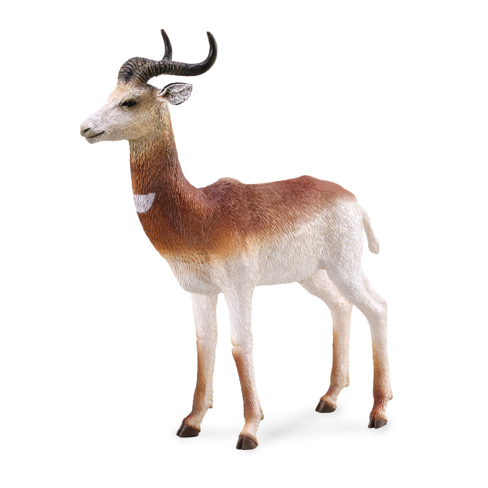 Dama Gazelle (3 Years +)