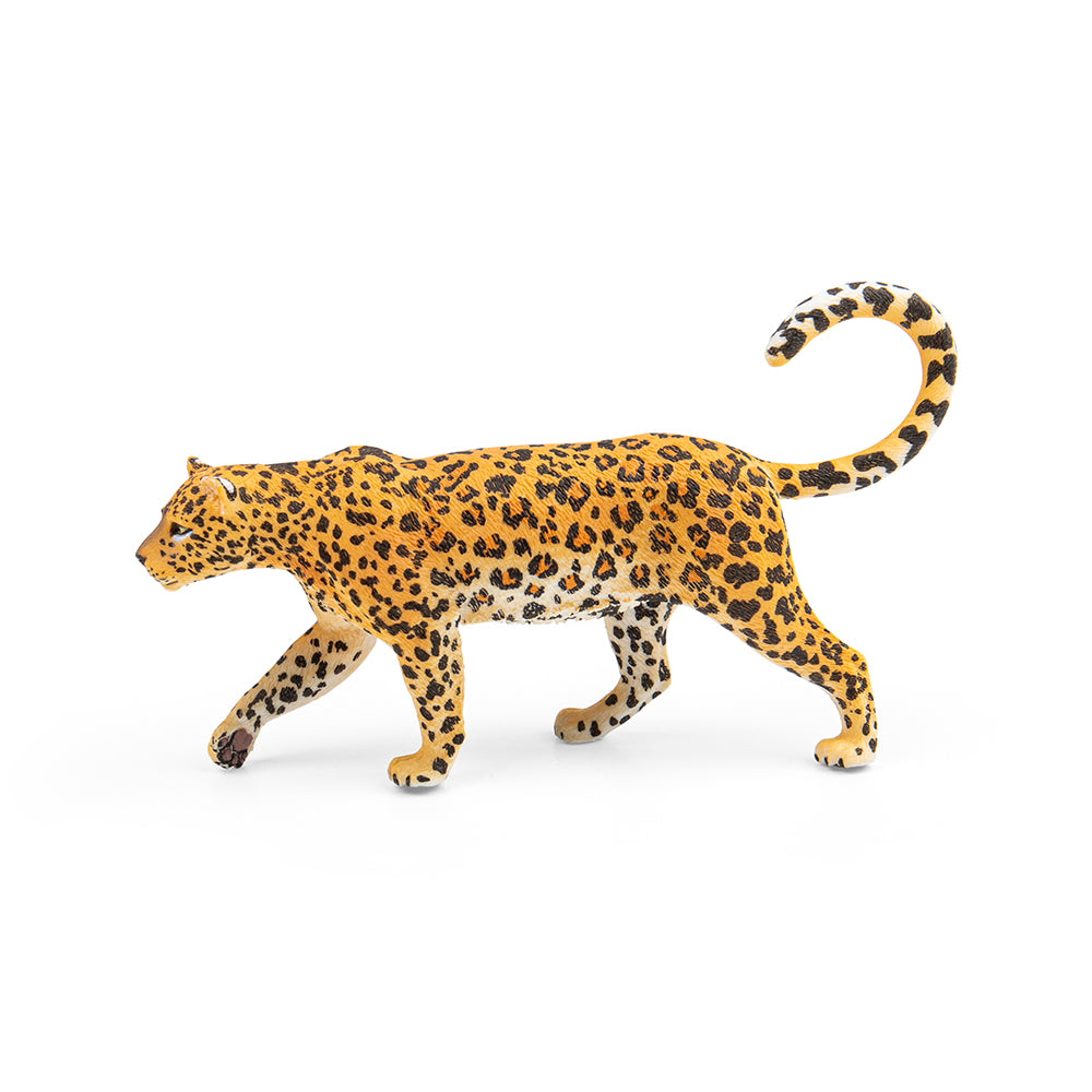 African Leopard (3 Years +)