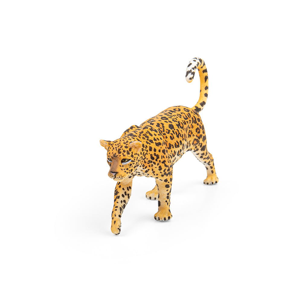 African Leopard (3 Years +)