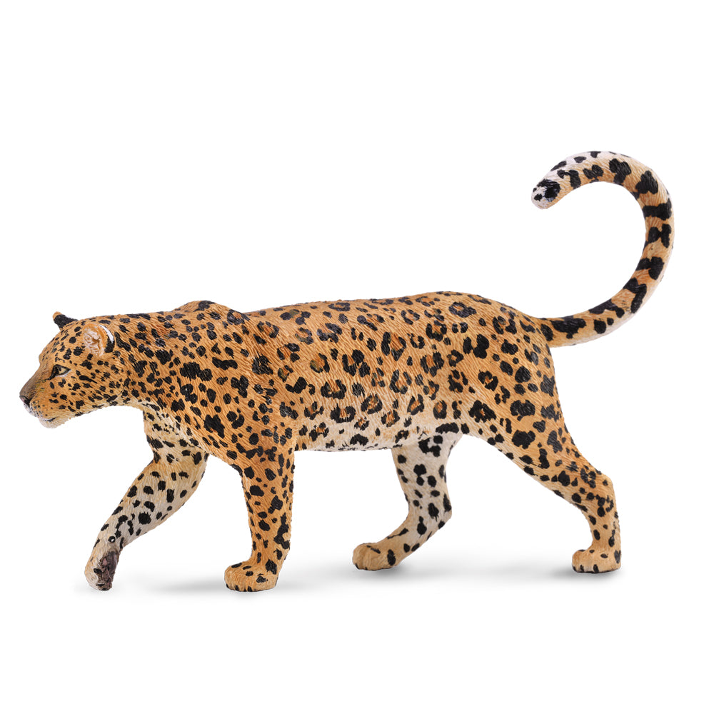 African Leopard (3 Years +)