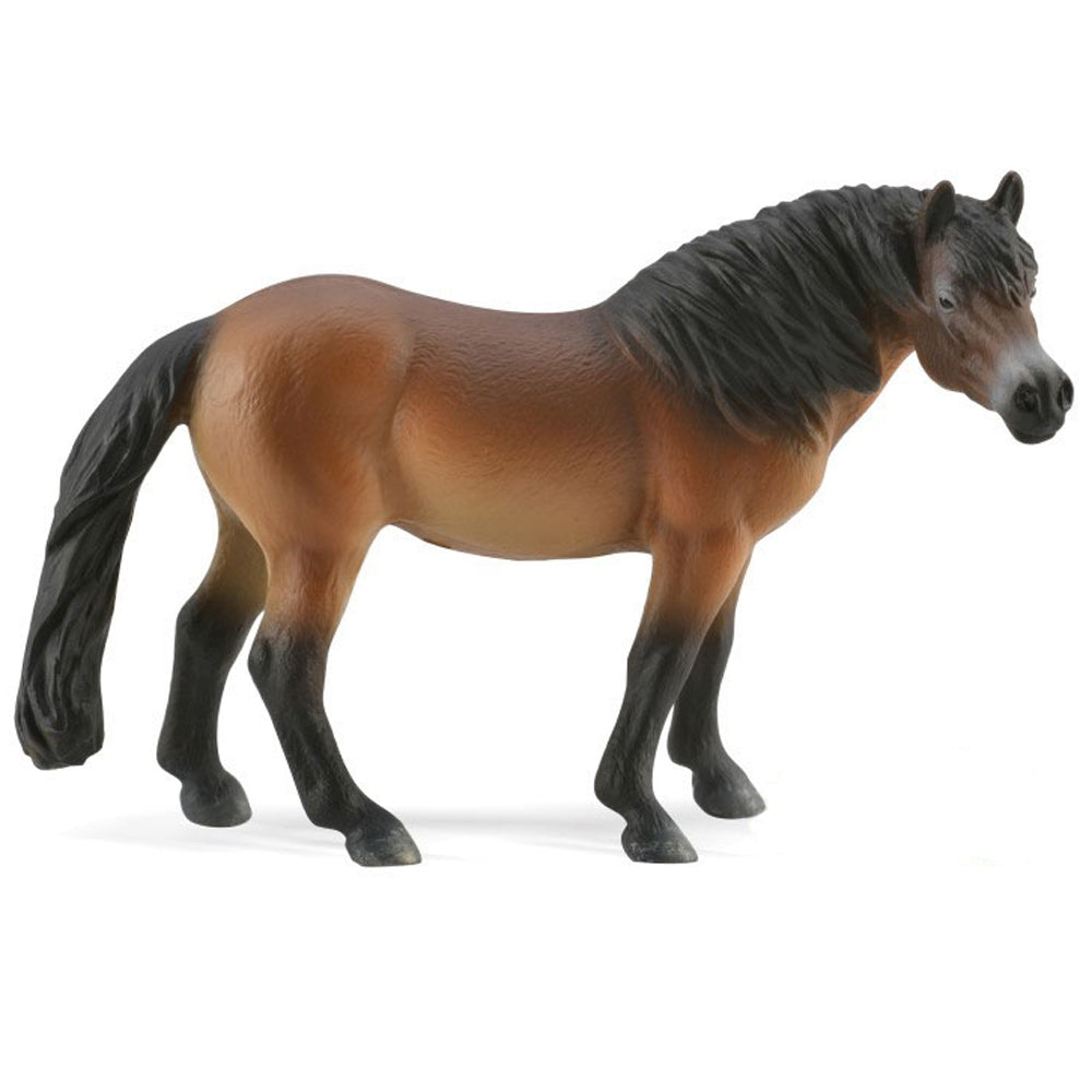 Exmoor Pony Stallion (3 Years +)