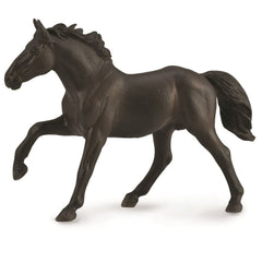 Nonius stallion (3 Years +)