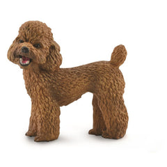 Poodle (3 Years +)