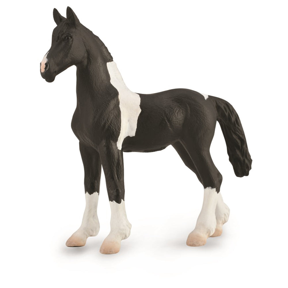 Barock Pinto Foal (3 Years +)