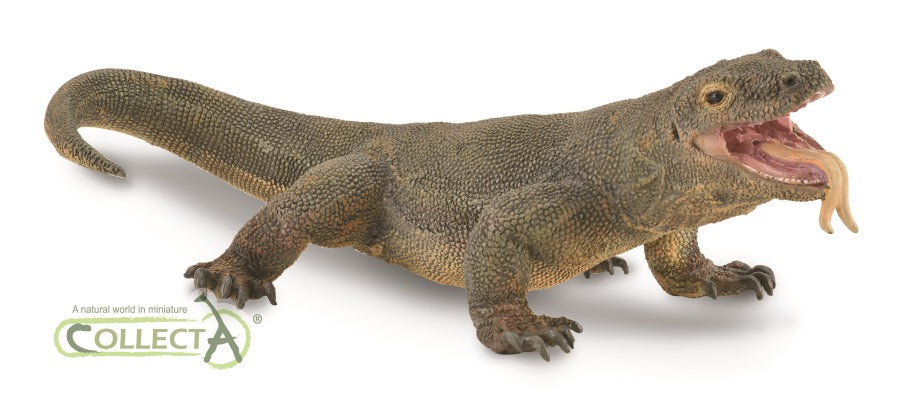Komodo Dragon (3 Years +)