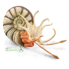 Pleuroceras Ammonite (3 Years +)
