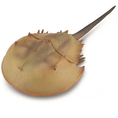 Horseshoe Crab (3 Years +)
