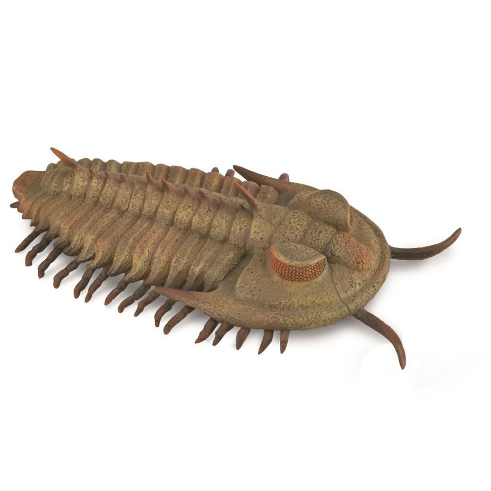 Redlichia Rex Trilobite (3 Years +)