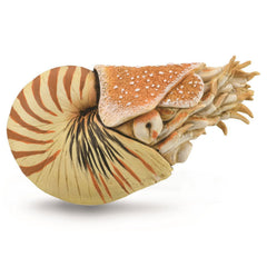 Nautilus Pompilius (3 Years +)