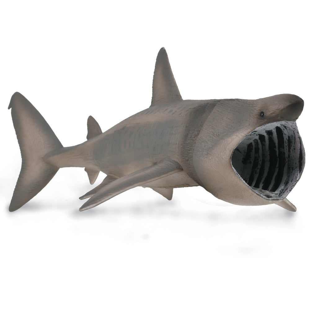 Basking Shark (3 Years +)