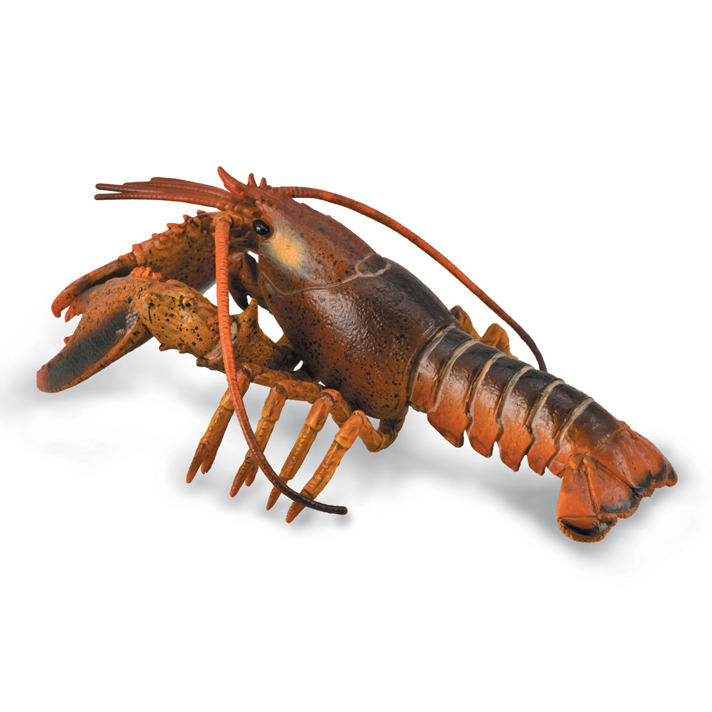 Lobster (3 Years +)