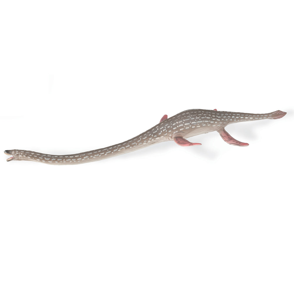 Elasmosaurus (3 Years +)