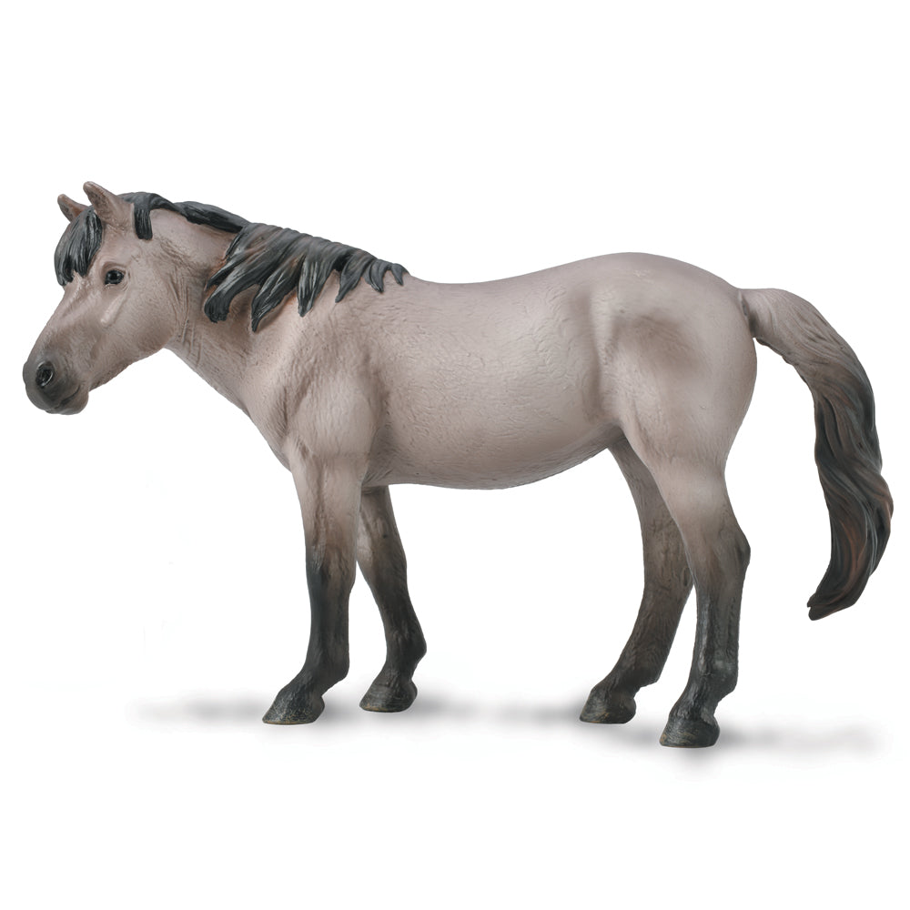 Konik Mare - Blue Dun (3 Years +)