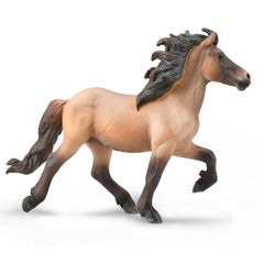 Icelandic Stallion - Bay Dun (3 Years +)