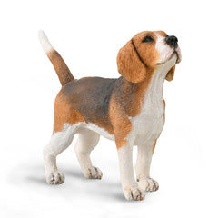 Beagle (3 Years +)
