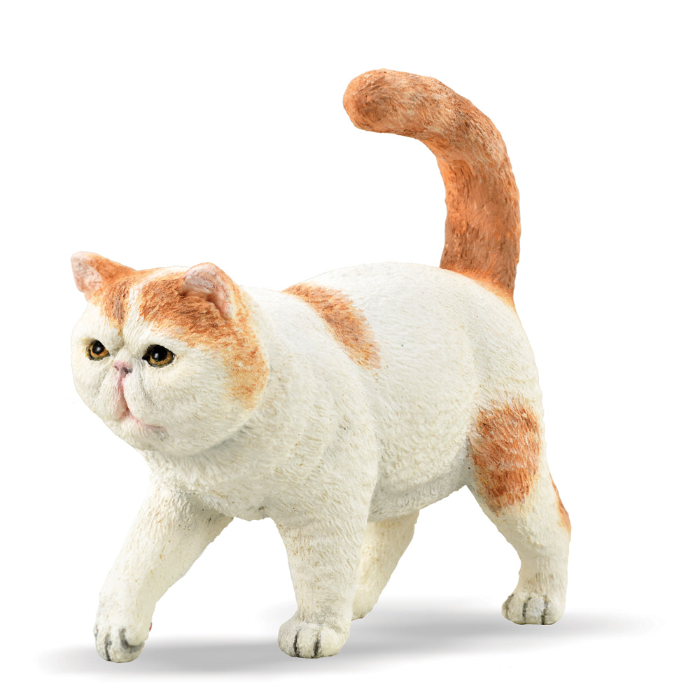 Exotic Shorthair (3 Years +)