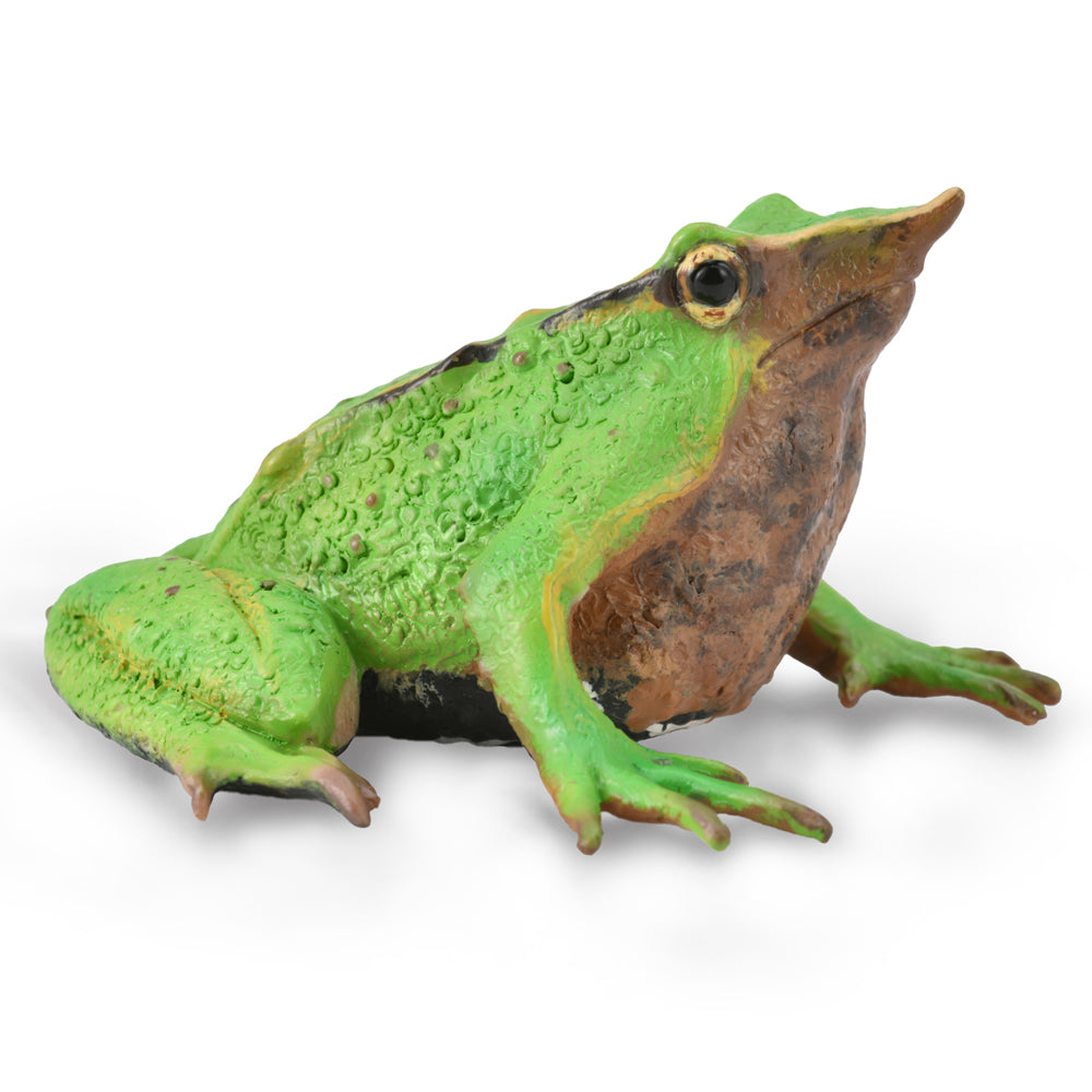 Darwin's Frog (3 Years +)