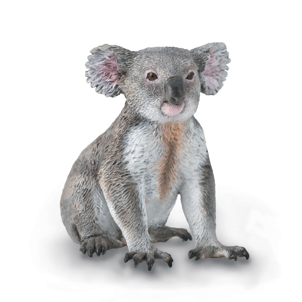 Koala (3 Years +)