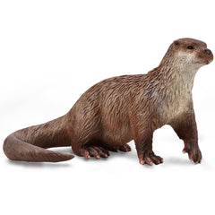 Common Otter (3 Years +)