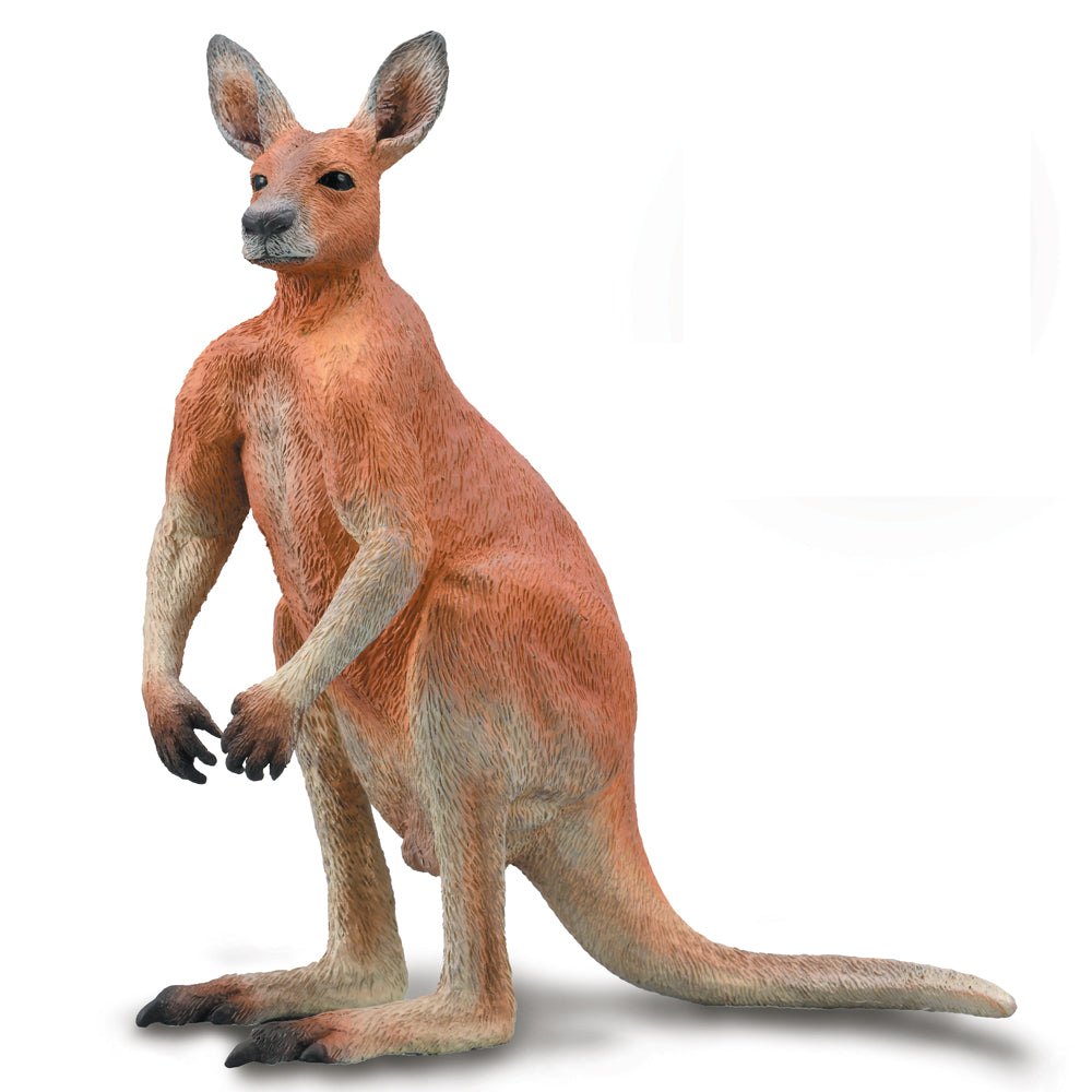 Red Kangaroo - Male (3 Years +)