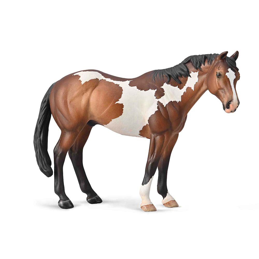 Appaloosa Stallion Bay Overo Paint (3 Years +)