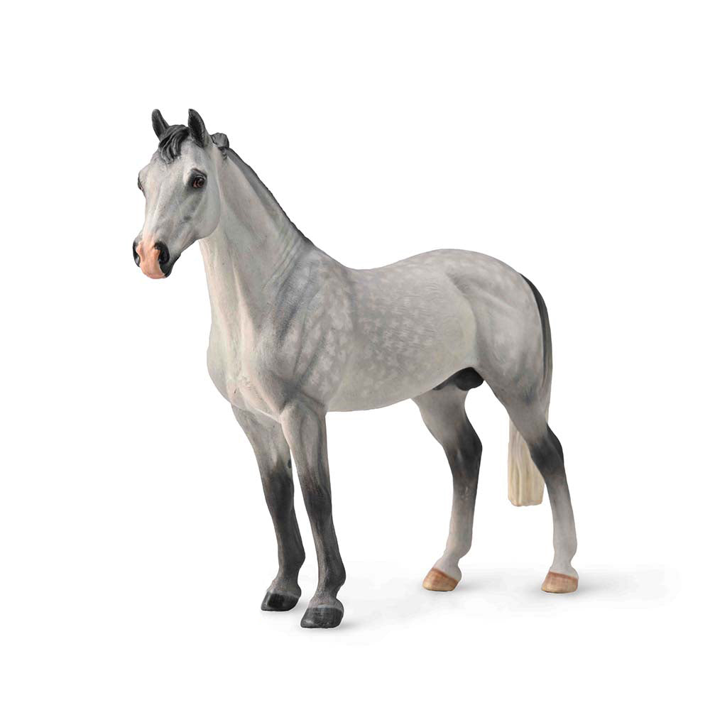 Hanoverian Stallion Dappled Grey (3 Years +)