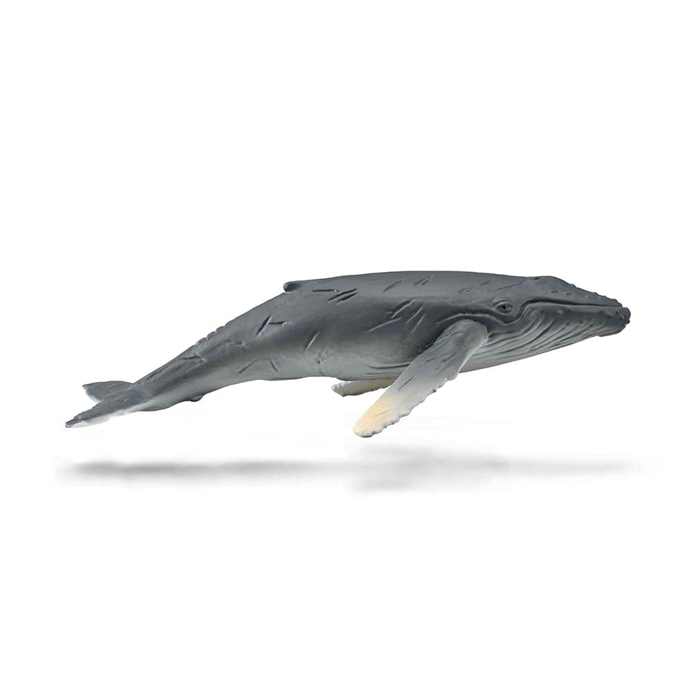 Humpback Whale Calf (3 Years +)
