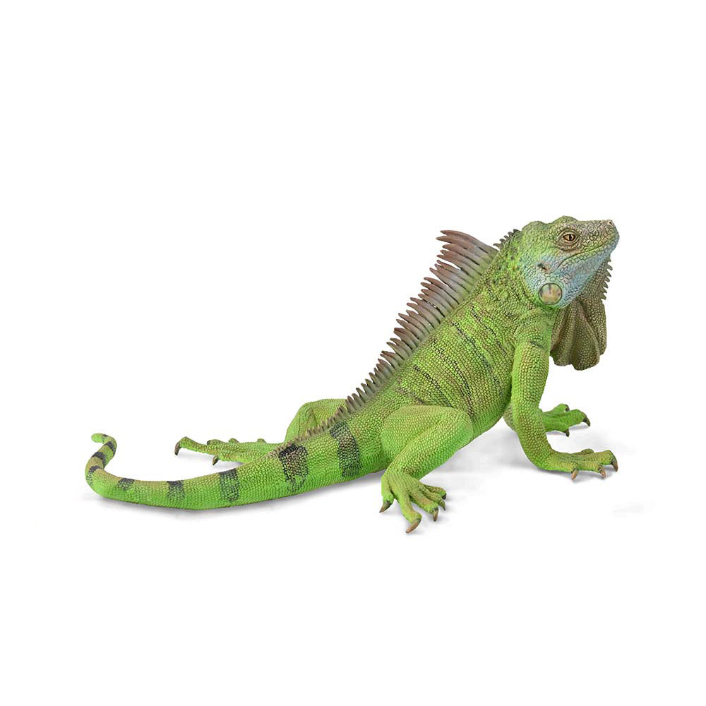 Iguana (3 Years +)
