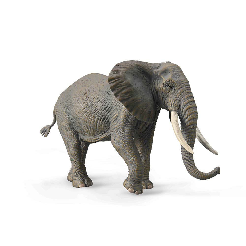 African Elephant (3 Years +)