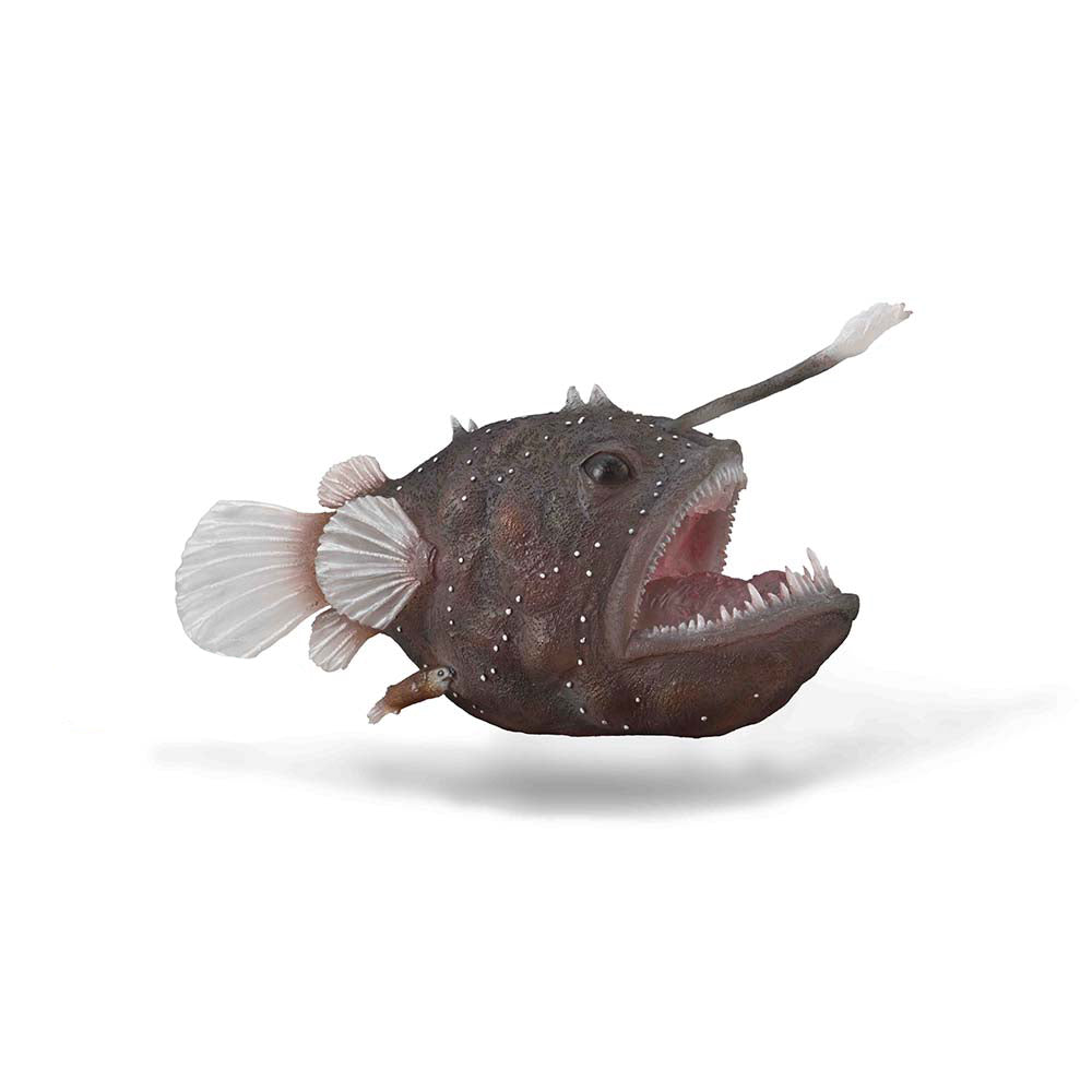 Anglerfish (3 Years +)
