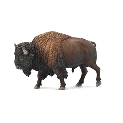 American Bison (3 Years +)