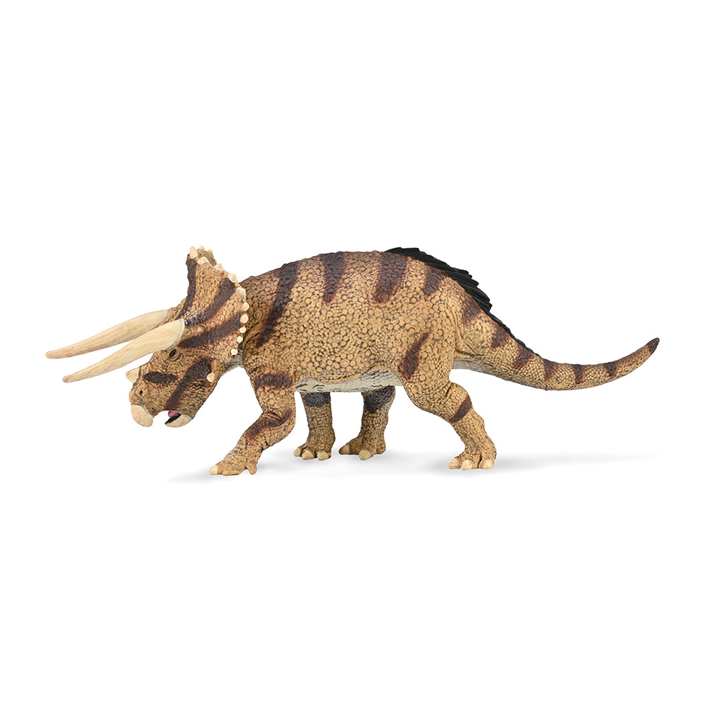 Triceratops horridus - confronting (3 Years +)