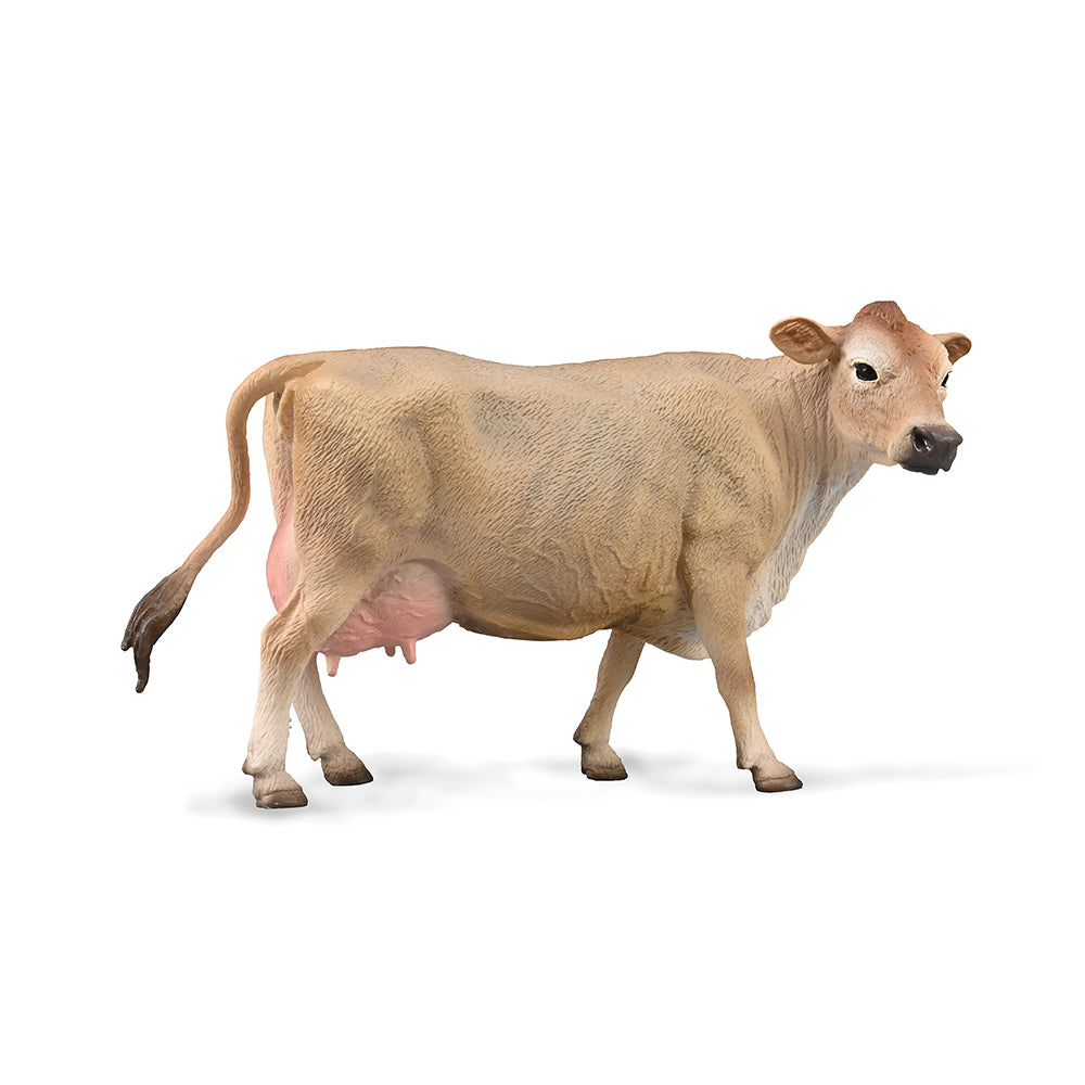 Jersey Cow (3 Years +)