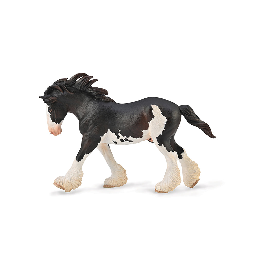 Clydesdale Stallion - Black Sabino (3 Years +)