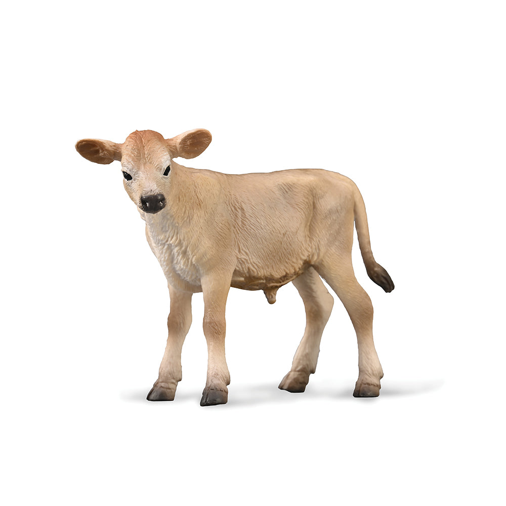 Jersey Calf (3 Years +)
