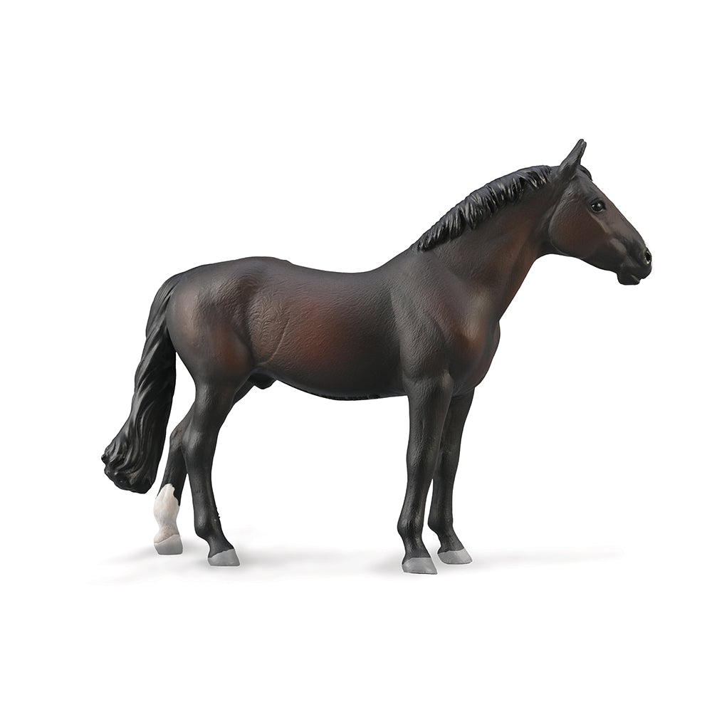 Holsteiner Stallion - Bay (3 Years +)