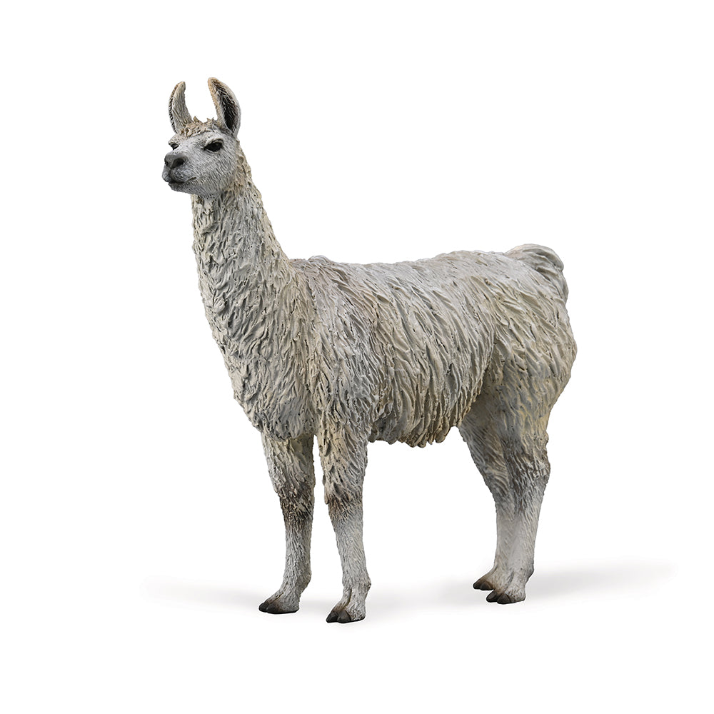 Llama (3 Years +)