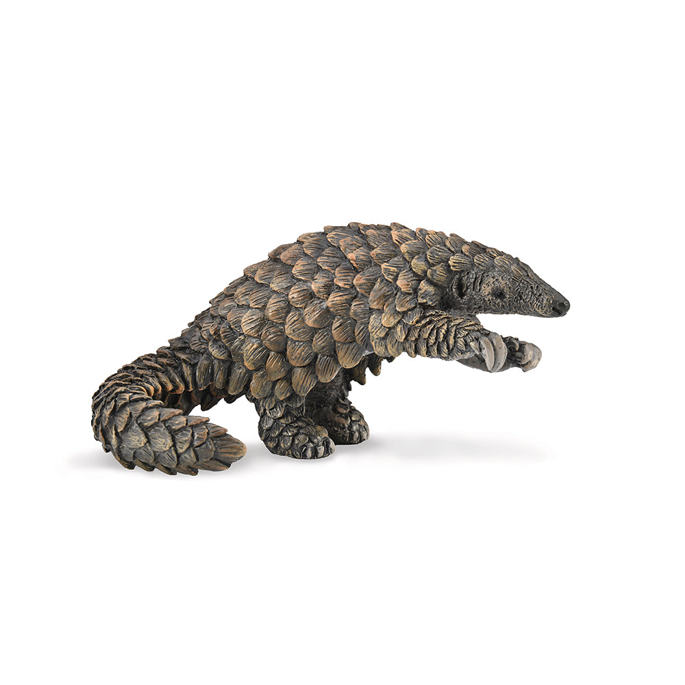 Pangolin (3 Years +)
