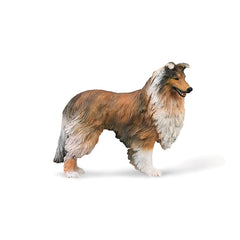 Rough Collie (3 Years +)