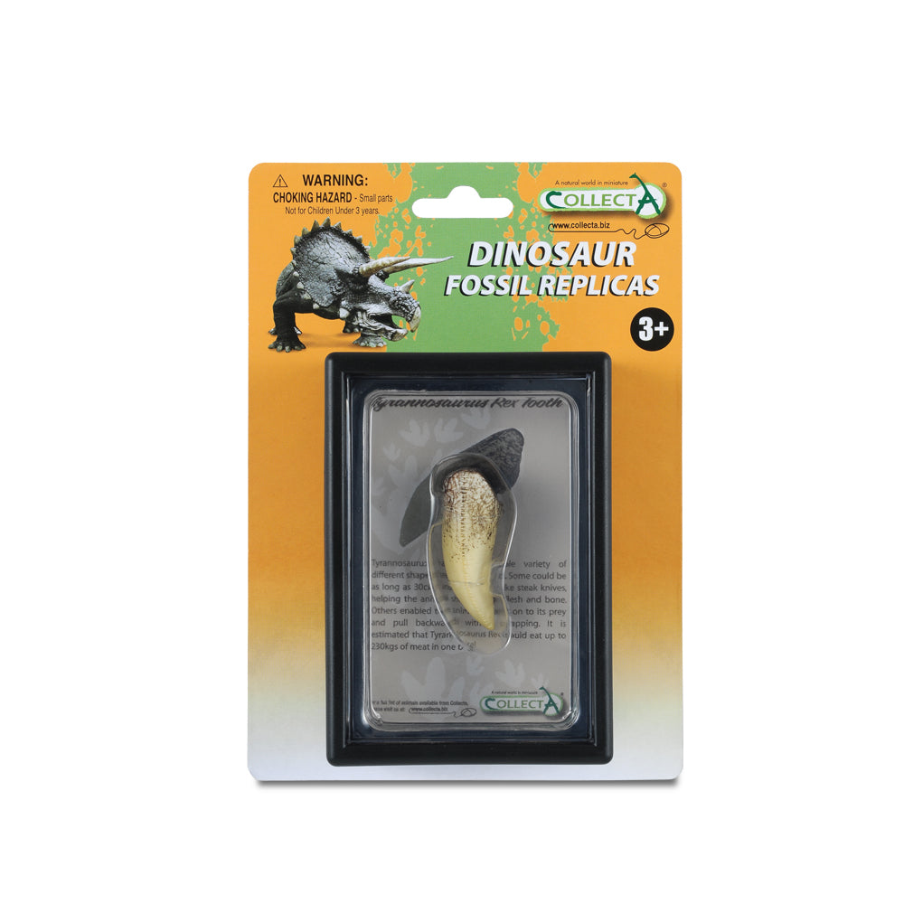 T-Rex  Tooth In Display Case (3 Years +)