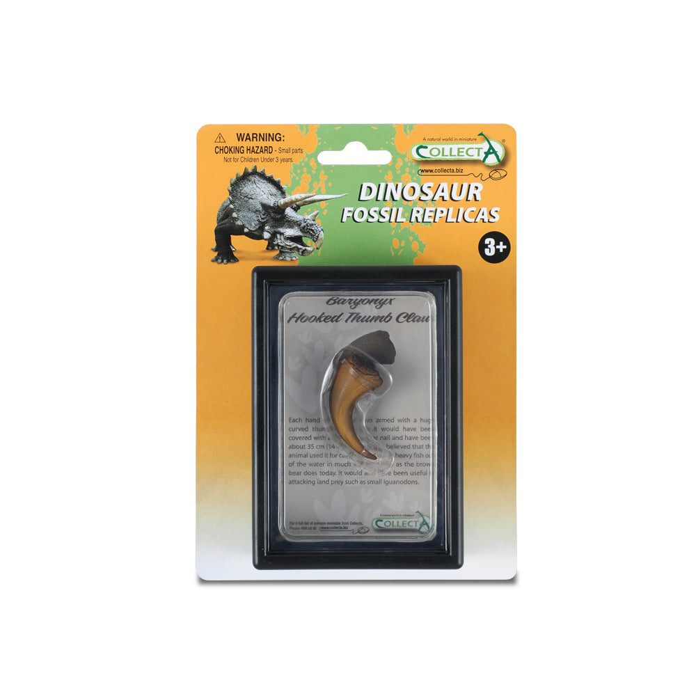 Hooked Thumb Claw Of Baryonyx In Display Case (3 Years +)