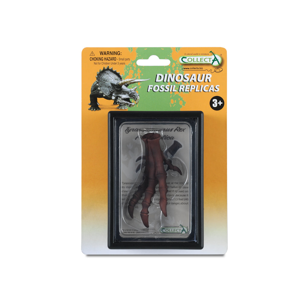 Foot Replica Of T-Rex In Display Case (3 Years +)