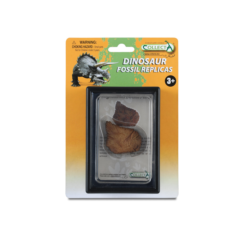 Foot Replica Of Stegosaurus In Display Case (3 Years +)