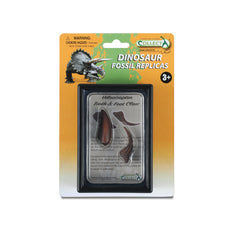 Tooth & Foot Claw Of Velociraptor In Display Case (3 Years +)