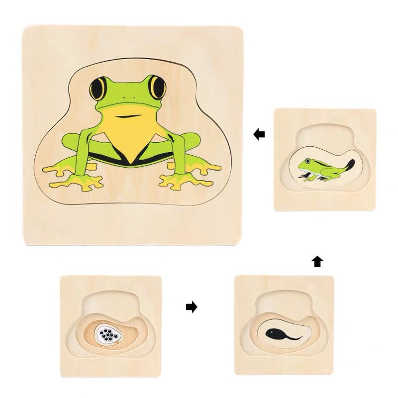 Life Cycle of Frog