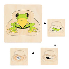 Life Cycle of Frog