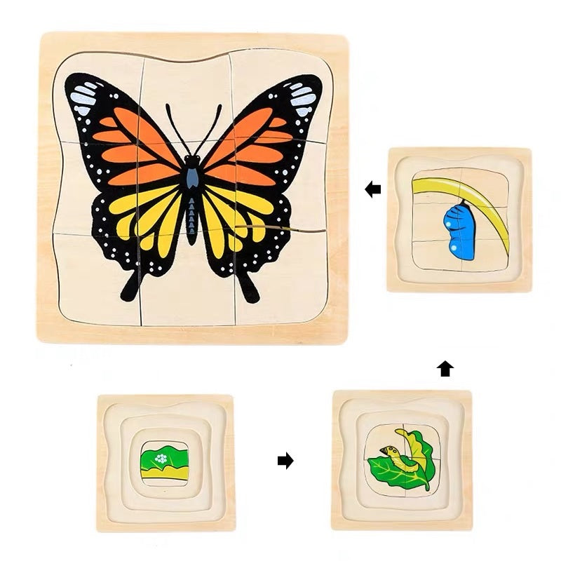 Life Cycle of Butterfly