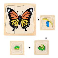 Life Cycle of Butterfly